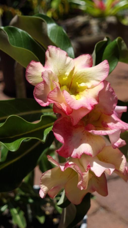 Jds Tropical Stays Cairns Bagian luar foto