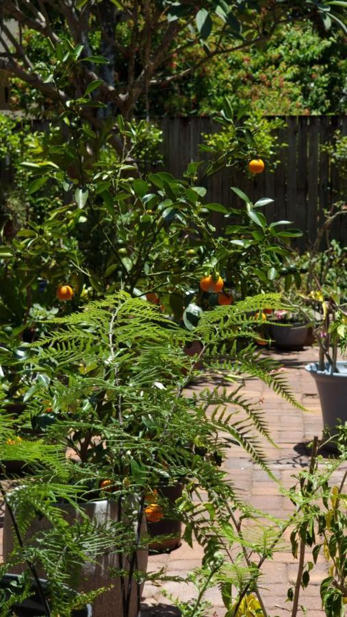 Jds Tropical Stays Cairns Bagian luar foto