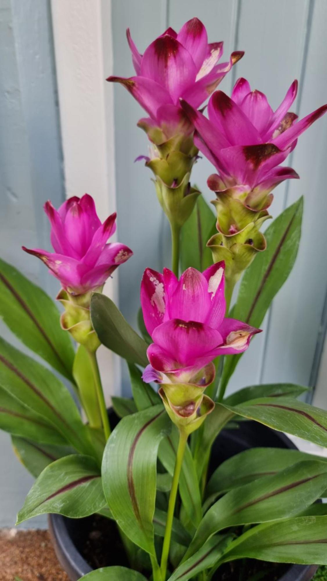 Jds Tropical Stays Cairns Bagian luar foto